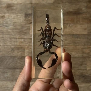 Rare vintage Scorpion in Resin Paperweight Taxidermy - Picture 1 of 10