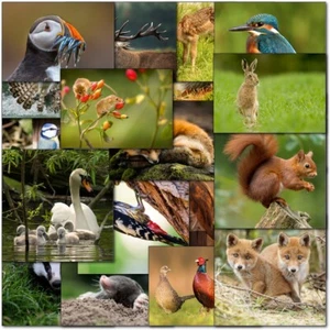 Doodlecards Pack 20x UK Wildlife Blank Cards Female Male Birds Animals Birthday - Picture 1 of 9