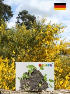 Seedball Besenginster (Cytisus scoparius) Saatgut Samenball guerilla gardening - Bild 1 von 2