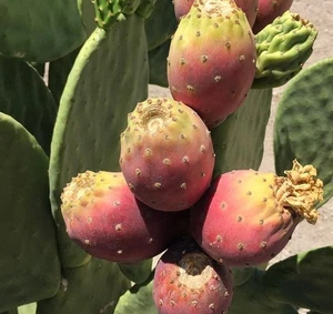 Spineless Prickly Pear Cactucs Fruit Tree (4 Padds) Opuntia Ficus Indica Burbank - Picture 1 of 4