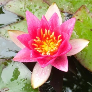 PYGMAEA RUBRA Small pond water lily - pond plants water lilies aquatic plants - Picture 1 of 3