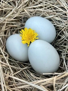 12 Hollow BLUE Eggs from Free-range Hens - Picture 1 of 3