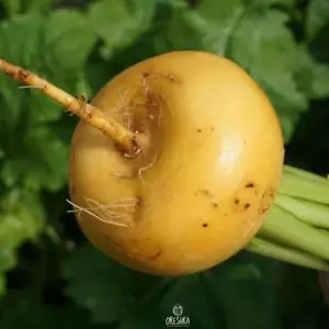 Nabo Petrovskaya 50 piezas semillas frescas, Brassica Rapa Petrovskaya semillas orgánicas - Imagen 1 de 8