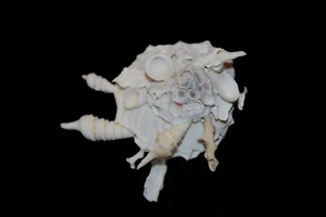 NATURAL Carrier seashell  - Picture 1 of 3