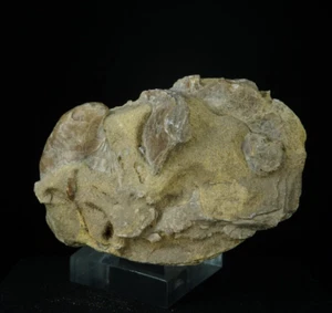 Brachiopods / Blackfoot Reservoir, Idaho / Fossil Specimen - Picture 1 of 5