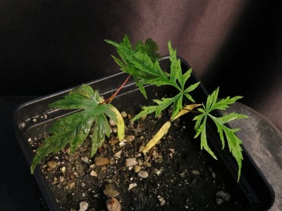 2 Seed-Grown Acer Palmatum 'Ki Hachijo' Japanese Maple Trees 2025 Seedlings - Image 1 of 3