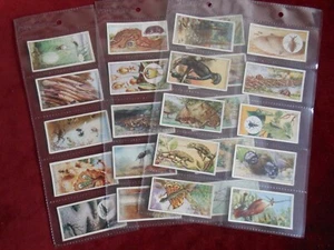 Wonders of Nature Lambert & Butler 1924 X25 Set sleeved GD/VGC - Bild 1 von 7