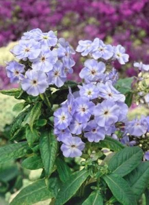 Phlox paniculata 'Blue Boy', Flammenblume, blau, ca. 11x11 cm Topf - Bild 1 von 2
