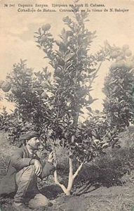 Georgia - Lemon tree in the estate of N. Sabaev - Picture 1 of 2