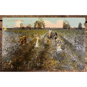 Recogedores de algodón en el trabajo - Postal C. 1907-1915 - Imagen 1 de 2