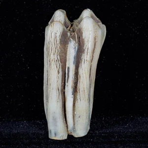 45 GR FOSSIL HORSE TOOTH ROCK FOSIL SPECIMEN - Picture 1 of 7