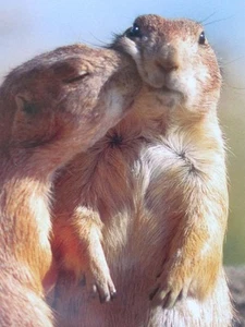 PRAIRIE DOGS KISS "Happy Birthday Sweet Cheeks!" AVANTI KARTE Liebe Familie Freund - Bild 1 von 2