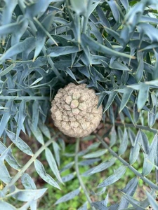Encephalartos horridus SEEDS - - DWARF form SEME SEMI - Imagen 1 de 9
