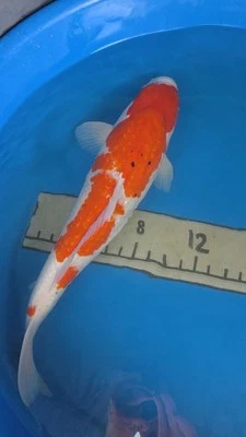 22in Gigantic Sparkling Ginrin Female Kohaku Japanese Koi Live Imported KoiGazer - Image 1 of 4