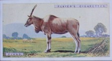 Single: No.17 ELAND - NATURAL HISTORY John Player & Sons 1924