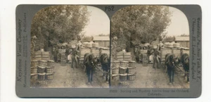 CO * Storing and Hauling Apples from Orchard Stereo View Keystone SV c 1900 - Picture 1 of 2