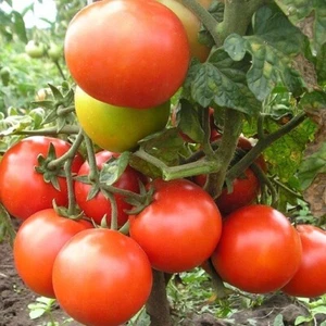 35 Graines - Tomate Saint Pierre - Ancienne - Semences Paysannes - BIO - Imagen 1 de 1