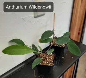 Anthurium Wildenowii Jungpflanze - Bild 1 von 4