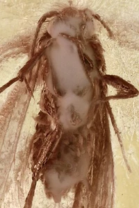 MOTH Lepidoptera Fossil Inclusion Genuine BALTIC AMBER + HQ Pic 250520-2 - Picture 1 of 6