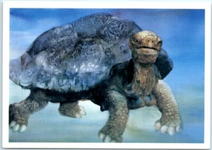 Postal - Tortuga antigua de Douglas Wood - Imagen 1 de 2