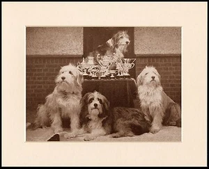 BEARDED COLLIE SCHÖNER HUNDEDRUCK VIER HUNDE UND TROPHÄEN FERTIG MONTIERT - Bild 1 von 1