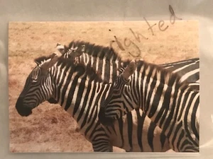 Zebras Foto 3,5x5 einzelne Notizkarte mit Umschlag.  Rohling innen. - Bild 1 von 1