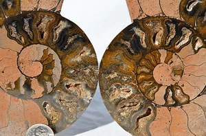 Lage Black Ammonite Pair Crystal 122mm 110myo Dinosaur age FOSSIL 4.8" n2466bb - Picture 1 of 6