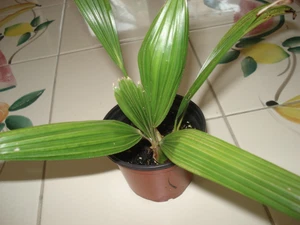 BABY PALM TREES - Trachycarpus Fortunei X Washingtonia - Grown from Seedlings! - Picture 1 of 5