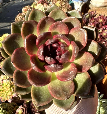 Suculentas importadas planta viva rara suculenta decoración del hogar aves azules Echeveria Foto 1 de 4