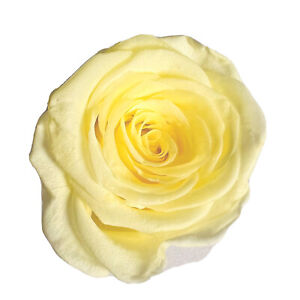 Gefriergetrocknete Rose 3-4 cm Echte Blume Hell Gelb Langlebig