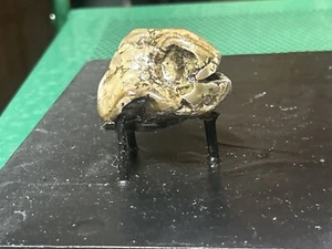 Teschio rettile fossile forse? Forse fossile marino? Trovato nello Utah - Foto 1 di 4