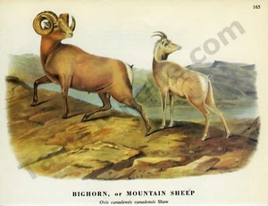 1968 John James & John Woodhouse Audubon BIGHORN PECORA Book Page Art (1429) - Foto 1 di 1