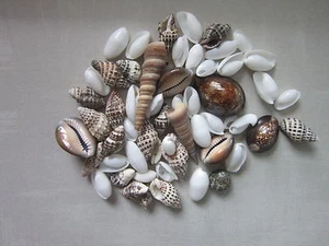 Home Decorations Shell Spiral Mixed Style Gift Party Sale Bargain 100 GR - Picture 1 of 4