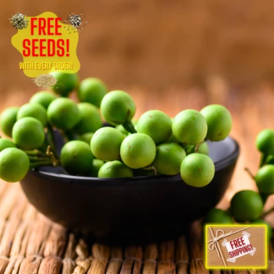 Fresh Pea Eggplant Seeds | Thai | Makheua Phuang | Heirloom Non-GMO | Vegetable - Image 1 of 4