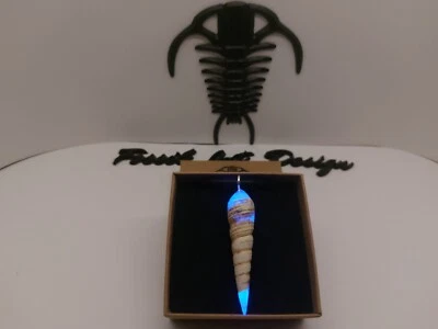 Fossil Gasteropode Turritella Pendente Glow in the dark Art.1 tpgd - Immagine 1 di 4