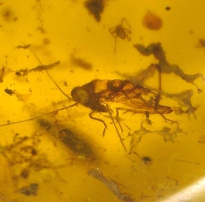 Ultra RARE Grasshopper Nymph with Dance Fly in Burmese Amber Fossil Dinosaur Age - Picture 1 of 13