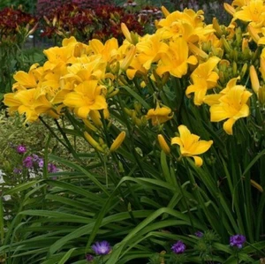 Live Daylily Plant Buttered Popcorn Blossoms Spring To Fall In 2.5 Quart Pot - Picture 1 of 6