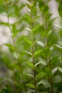 Ligustrum vulgare 'Atrovirens', Gewöhnlicher Liguster, immergrün, 125–150 cm - Bild 1 von 4