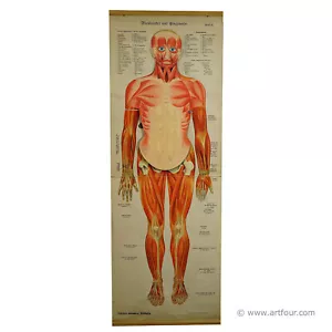 Antiguo gráfico de pared anatómico plegable que representa la musculatura humana - Imagen 1 de 9