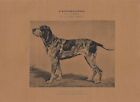Stampa antica CANE razza BRACCO TRICOLORE WURTEMBERG 1890 ca Antique print dogs