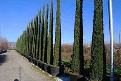 PENCIL PINE SEEDS CUPRESSUS SEMPERVIRENS 30 SEEDS - Image 1 of 3