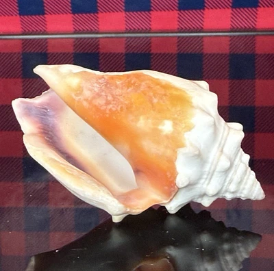 Strombus Pugilis (W. Indian Fighting Conch) 3" - Image 1 of 4