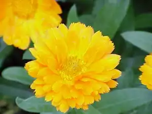 100 SEMI MIX CALENDULA DOPPIA LA METEORA - Foto 1 di 1