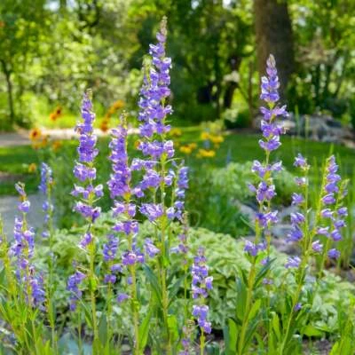 300+ SEMILLAS DE FLORES SILVESTRES PERENNES PENSTEMON MONTAÑA ROCOSA AZUL PÚRPURA Foto 1 de 2