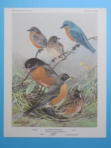 Original 1960 Bird Print Eastern Bluebird, Robin Alan Brooks 6-1/2"x8-1/2" - Imagen 1 de 2