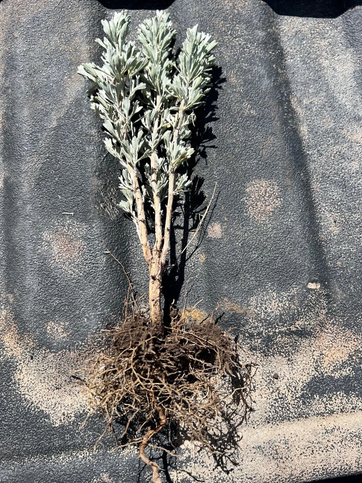 Растения полынь, 6-10 дюймов, (Айдахо большой), 8 растений /заказ - земля замороженный - Изображение 1 из 1