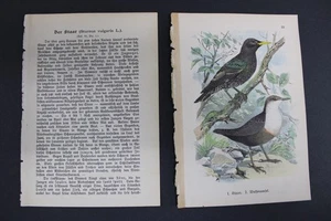 Birds, German, Stare, Dipper, 1899 - Picture 1 of 4
