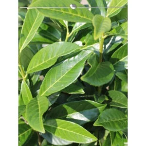 Kirschlorbeer Genolia 100-120 cm. 15 Pflanzen. Hecke: immergrün & blickdicht - Bild 1 von 2