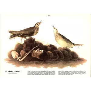 American Pipit - 1941 Audubon "Birds of America" Original Color Bird Print - Picture 1 of 2