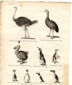 Incisione XVIII / Uccelli Che Non Si Vola Pinguin,Struzzi,Pinguini - Picture 1 of 2